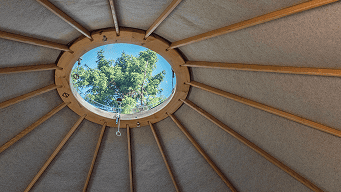 Trees through round skydome in yurt